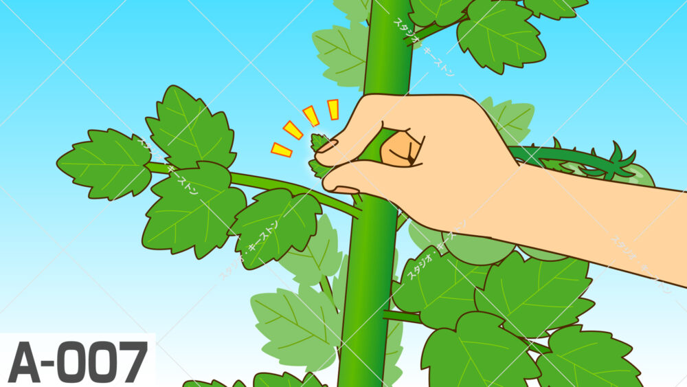 トマトの栽培で重要な「脇芽欠き」のやり方を解説するイラスト。主枝と葉の付け根から出る小さな脇芽を、指先で摘み取っている様子です。