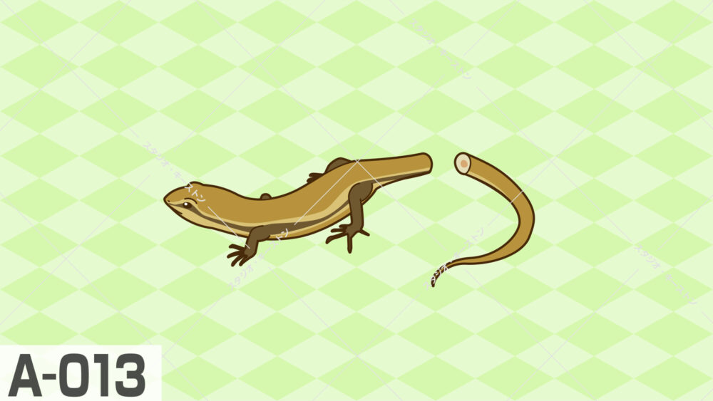 トカゲの自切を解説するイラスト。切り離された尻尾が独立して動く様子を描いた、生物の生態説明や教材に適した分かりやすいイラストです。
