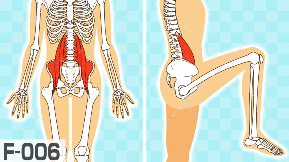 人体の骨格における大腰筋の位置を赤色で強調した解剖図イラスト。姿勢維持や歩行に重要なインナーマッスルの構造をイラストで視覚的にわかりやすくデザインしました。